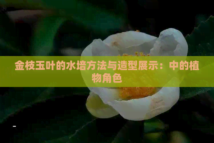 金枝玉叶的水培方法与造型展示：中的植物角色