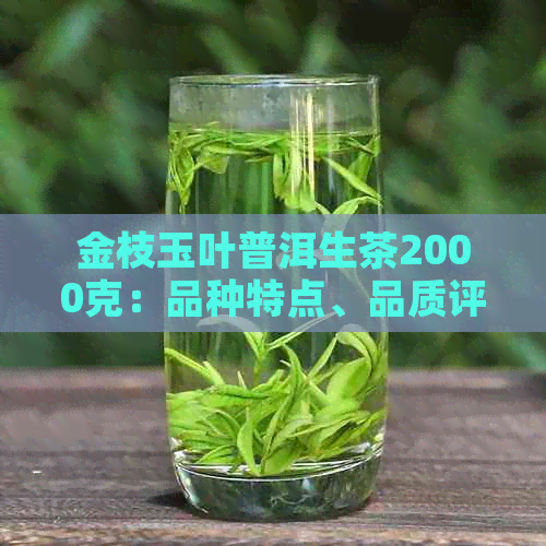 金枝玉叶普洱生茶2000克：品种特点、品质评价与市场价格全解析
