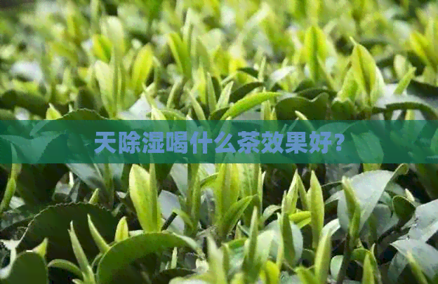 天除湿喝什么茶效果好？