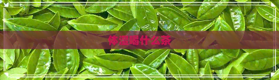 体湿喝什么茶