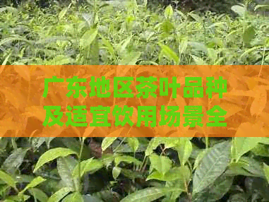 广东地区茶叶品种及适宜饮用场景全解析：了解当地特色茶饮，品味地域风味