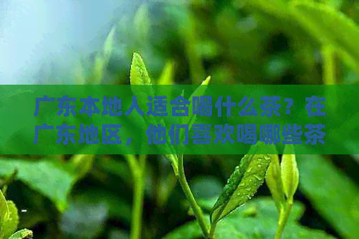 广东本地人适合喝什么茶？在广东地区，他们喜欢喝哪些茶？