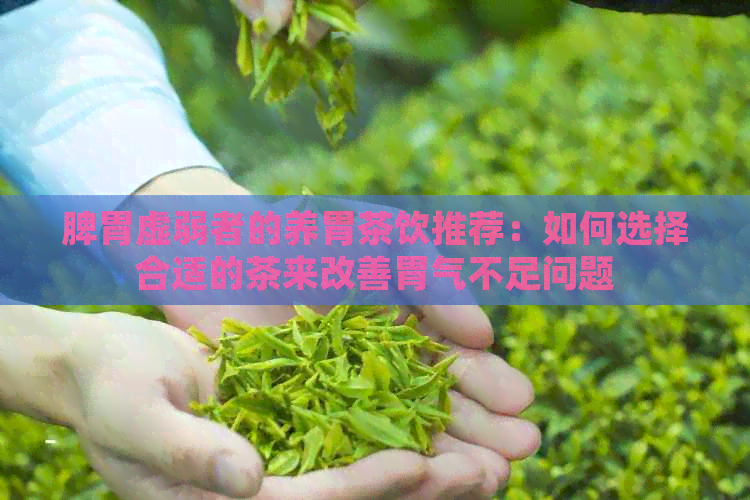 脾胃虚弱者的养胃茶饮推荐：如何选择合适的茶来改善胃气不足问题