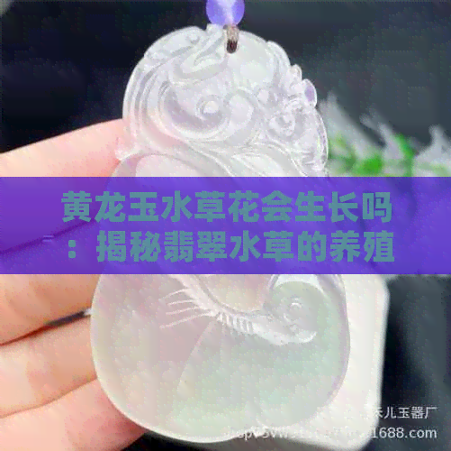 黄龙玉水草花会生长吗：揭秘翡翠水草的养殖技巧