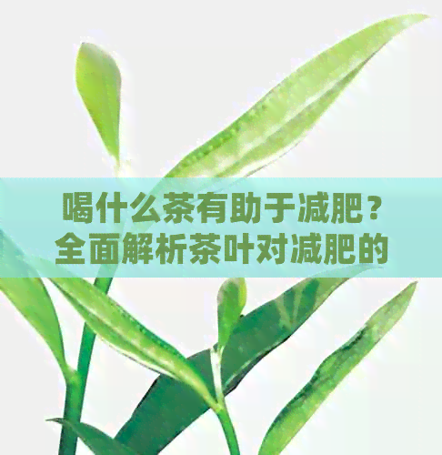 喝什么茶有助于减肥？全面解析茶叶对减肥的功效和选择建议