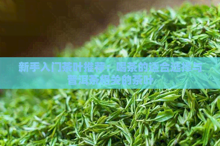 新手入门茶叶推荐：喝茶的适合选择与普洱茶相关的茶叶