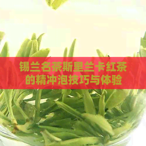 锡兰名茶斯里兰卡红茶的精冲泡技巧与体验