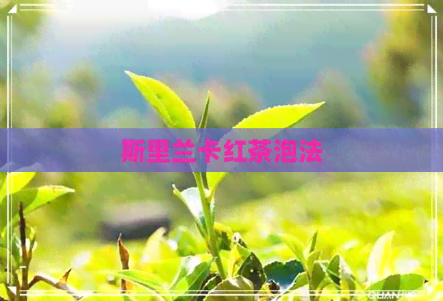 斯里兰卡红茶泡法