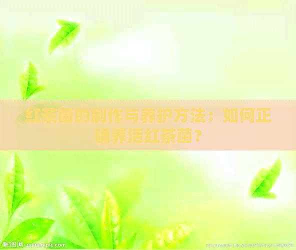 红茶菌的制作与养护方法：如何正确养活红茶菌？