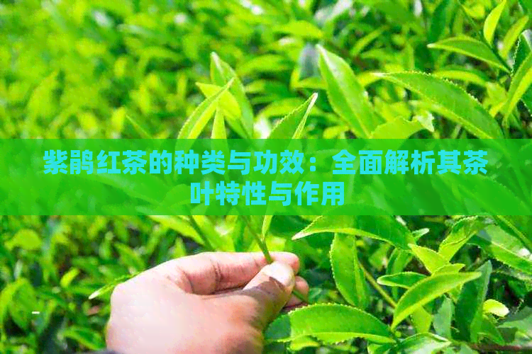 紫鹃红茶的种类与功效：全面解析其茶叶特性与作用