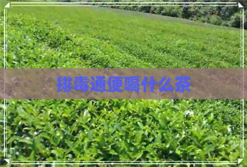 排通便喝什么茶