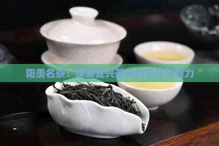 阳羡名茶：探索宜兴茶叶的奥秘与魅力