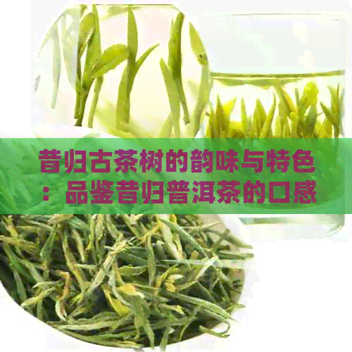 昔归古茶树的韵味与特色：品鉴昔归普洱茶的口感