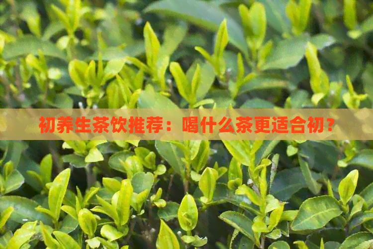 初养生茶饮推荐：喝什么茶更适合初？