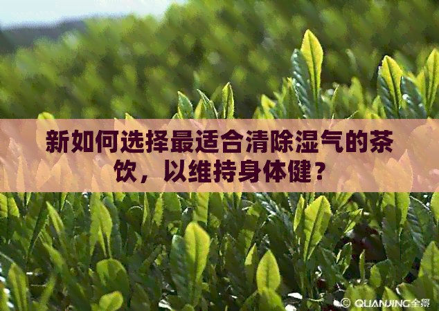 新如何选择最适合清除湿气的茶饮，以维持身体健？