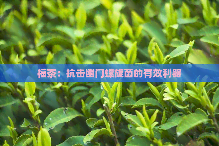 福茶：抗击幽门螺旋菌的有效利器