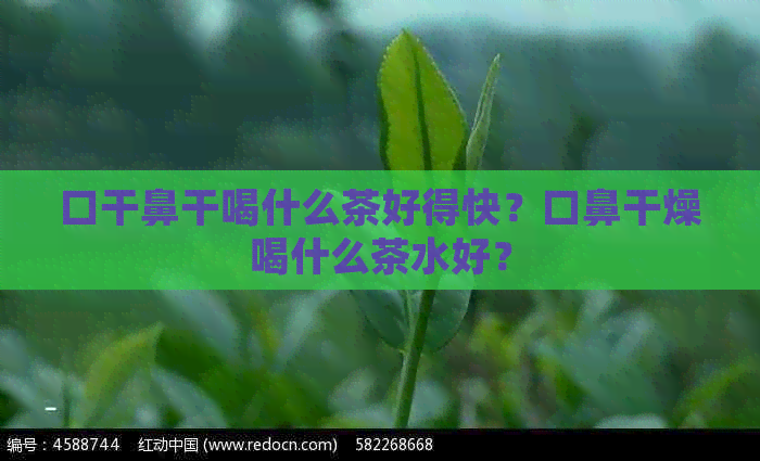 口干鼻干喝什么茶好得快？口鼻干燥喝什么茶水好？