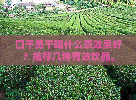 口干鼻干喝什么茶效果好？推荐几种有效饮品。