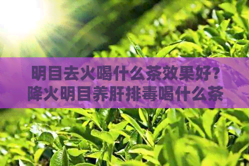 明目去火喝什么茶效果好？降火明目养肝排喝什么茶？