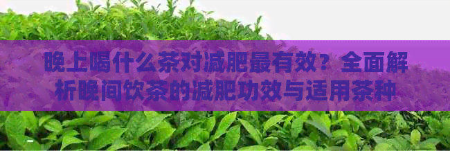 晚上喝什么茶对减肥最有效？全面解析晚间饮茶的减肥功效与适用茶种