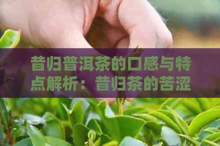 昔归普洱茶的口感与特点解析：昔归茶的苦涩味是否重？能否品尝？