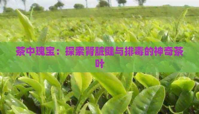 茶中瑰宝：探索肾脏健与排的神奇茶叶