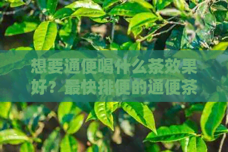 想要通便喝什么茶效果好？最快排便的通便茶推荐