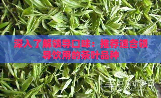 深入了解领导口味：推荐适合领导饮用的茶叶品种