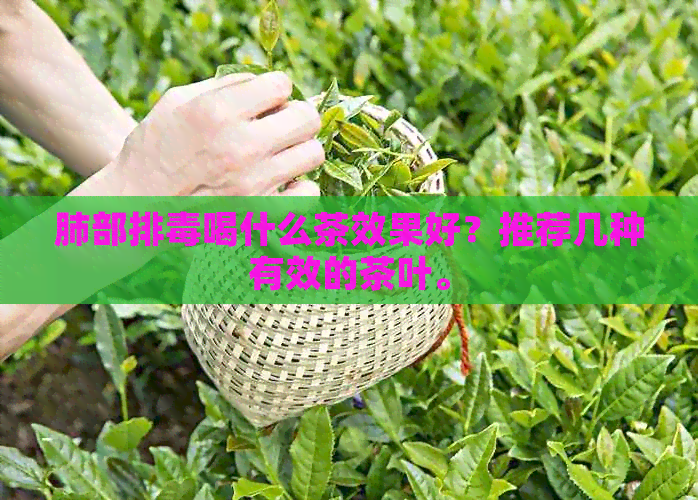 肺部排喝什么茶效果好？推荐几种有效的茶叶。