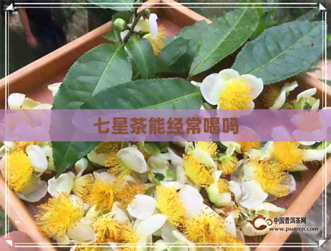 七星茶能经常喝吗