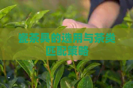 瓷茶具的选用与茶类匹配策略