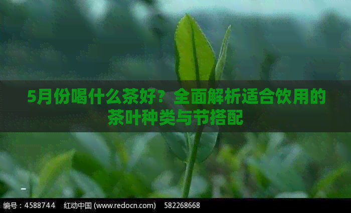 5月份喝什么茶好？全面解析适合饮用的茶叶种类与节搭配