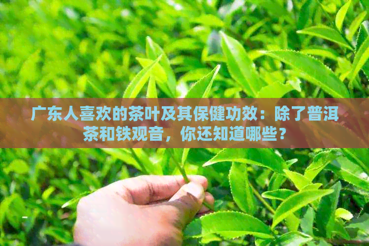 广东人喜欢的茶叶及其保健功效：除了普洱茶和铁观音，你还知道哪些？