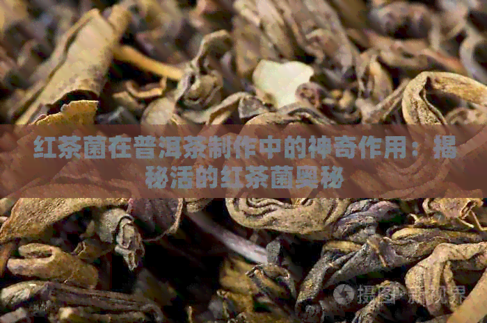 红茶菌在普洱茶制作中的神奇作用：揭秘活的红茶菌奥秘