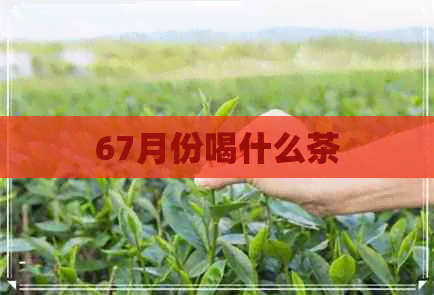 67月份喝什么茶