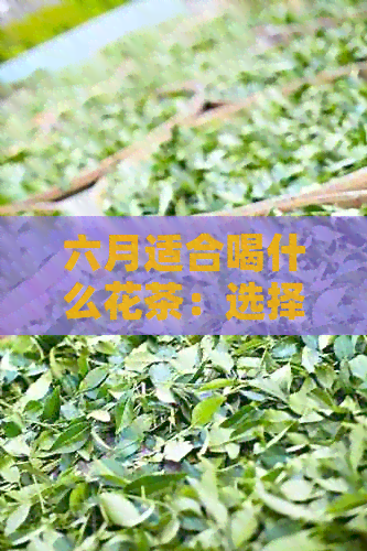 六月适合喝什么花茶：选择及推荐