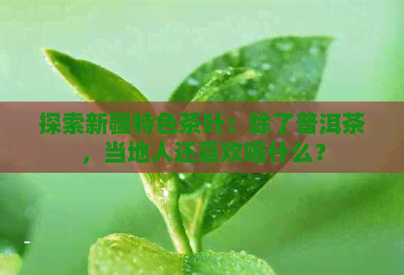 探索新疆特色茶叶：除了普洱茶，当地人还喜欢喝什么？