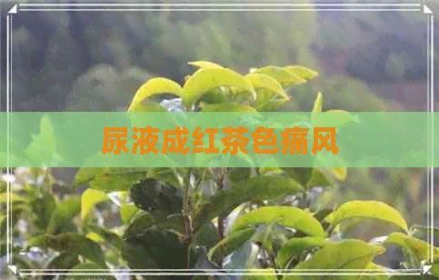 尿液成红茶色痛风