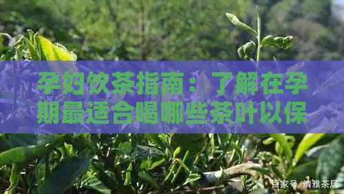 孕妇饮茶指南：了解在孕期最适合喝哪些茶叶以保持健