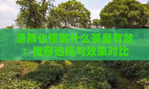 清肺化痰喝什么茶最有效：推荐选择与效果对比