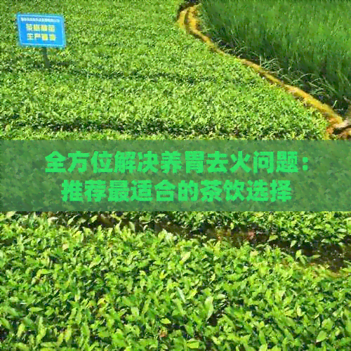 全方位解决养胃去火问题：推荐最适合的茶饮选择