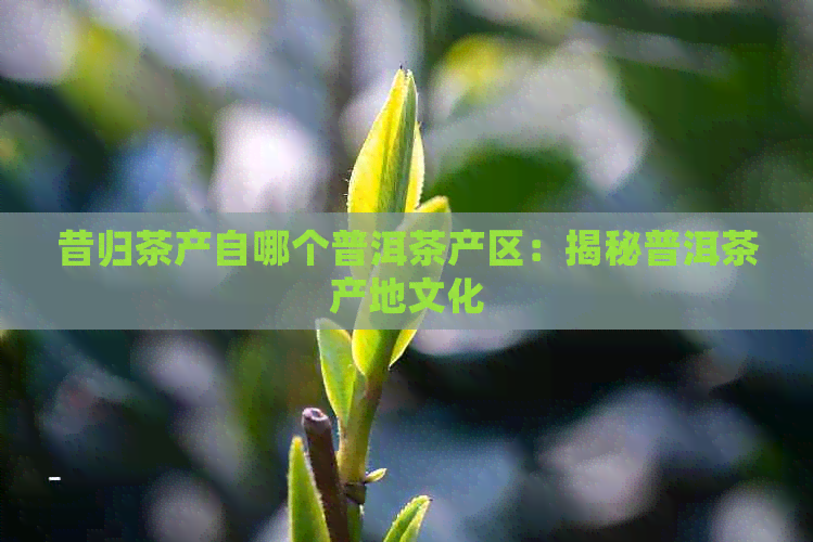 昔归茶产自哪个普洱茶产区：揭秘普洱茶产地文化