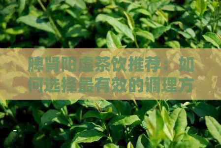 脾肾阳虚茶饮推荐：如何选择最有效的调理方法