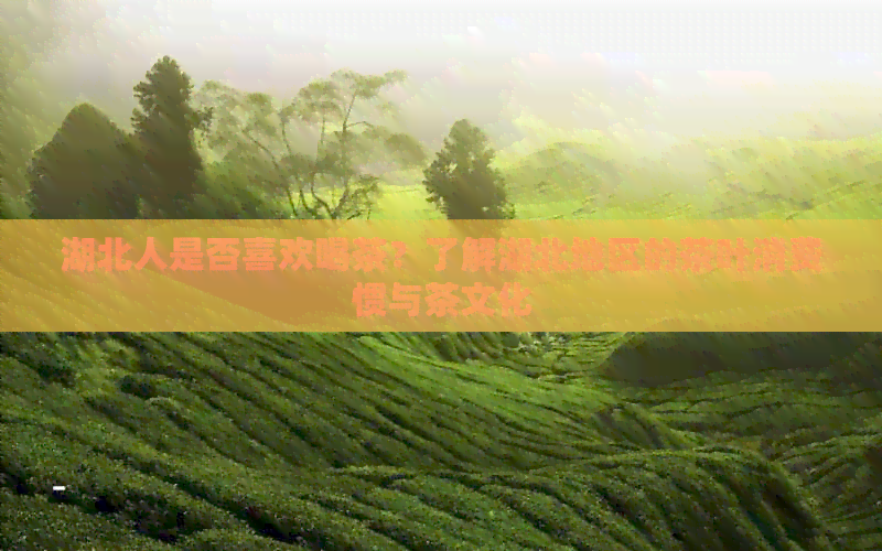 湖北人是否喜欢喝茶？了解湖北地区的茶叶消费惯与茶文化