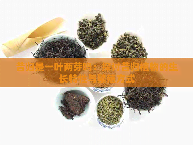 昔归是一叶两芽吗：探讨昔归植物的生长特性与繁殖方式