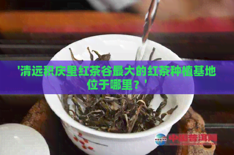 '清远积庆里红茶谷更大的红茶种植基地位于哪里？'