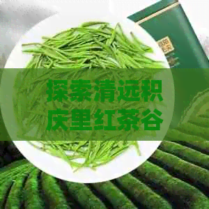 探索清远积庆里红茶谷：从茶叶种植到品鉴的完整体验