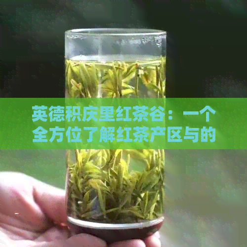 英德积庆里红茶谷：一个全方位了解红茶产区与的指南