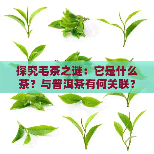 探究毛茶之谜：它是什么茶？与普洱茶有何关联？