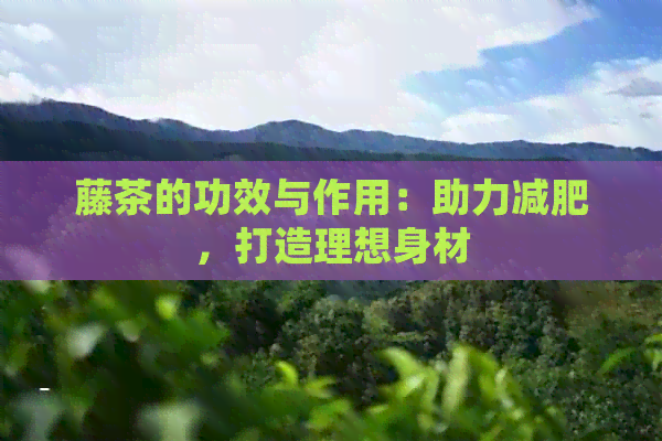 藤茶的功效与作用：助力减肥，打造理想身材